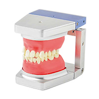 Orthodontic Teaching Models