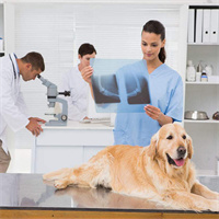 Pet Therapy Equipment