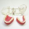 Denture model Oral Teaching Detachable Standard Model Removeable Teeth Model-28pcs Tooth