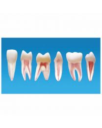 dental teeth model for study