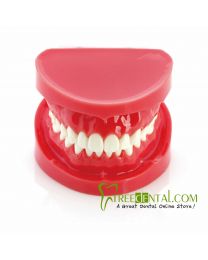 dental teeth models