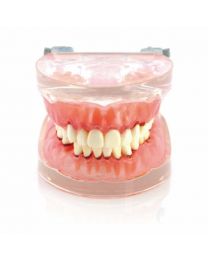 dental teeth models for sale