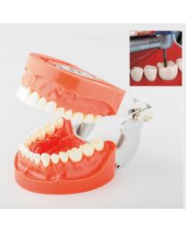 dental teeth models for study