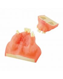 dental tooth model for teathing