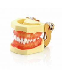 dental tooth model in dentistry