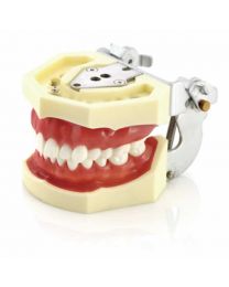 dental typodont teeth price