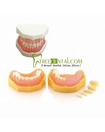 dental typodonts