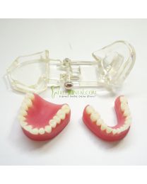 Denture model Oral Teachin Eetachable Standard Model Removeable Teeth Model-28pcs Tooth