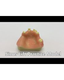 Sinus Lift Practice Model