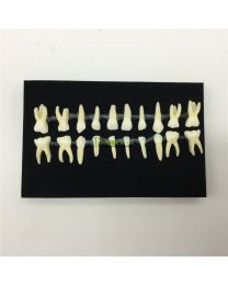 1:1 Deciduous Teeth Model - 20 pcs / set