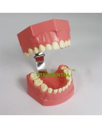 Toothbrushing Demonstration Model-Baby