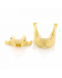model teeth for dental students