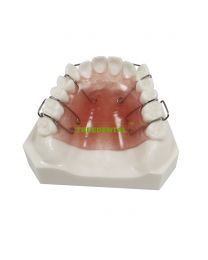 Retainer Orthodontic Equipment Teaching Model