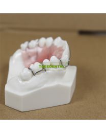 Retainer Orthodontic Equipment Teaching Model