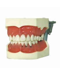 teeth model for study