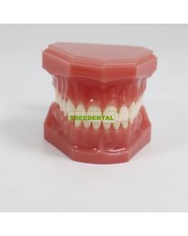 Standard Natural Size Teeth Model-HH Teach Study 