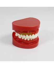 Standard Natural Size Teeth Model-HF Teach Study 