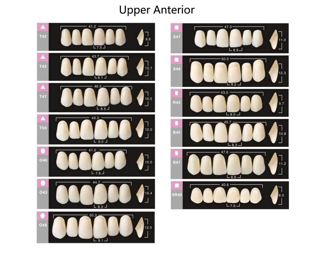 Synthetic Polymer Teeth Synthetic Resin Teeth 3D Elastic Resin Teeth,Dentures False Teeth,Ultramicro Filler Reinforced Polymer Resin，FDA Approved&CE Approved