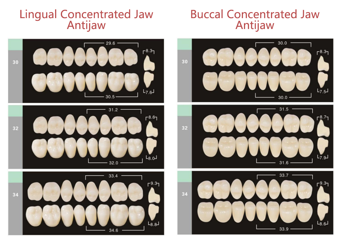 Synthetic Polymer Teeth Synthetic Resin Teeth /No Need To Adjust The Jaw/ Elastic Resin Teeth,Dentures False Teeth,Ultramicro Filler Reinforced Polymer Resin，FDA Approved&CE Approved
