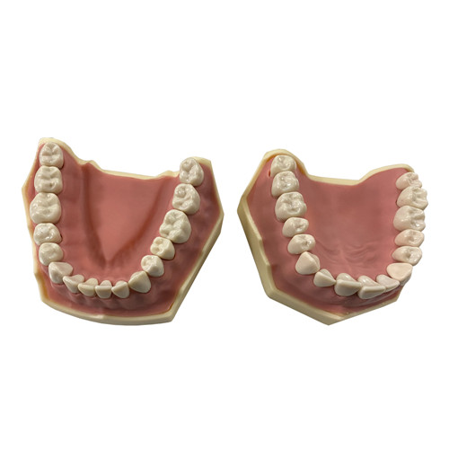 Study Model 32 teeth 